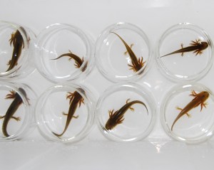 water-borne_hormones